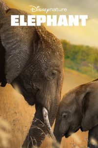 Elephant 2020 en Streaming HD Gratuit !
